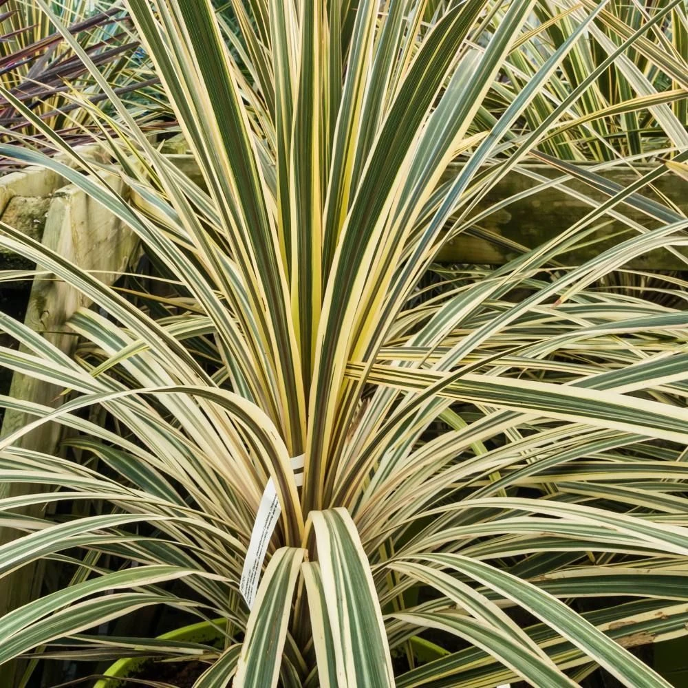 Cordyline Australis 'Lime Passion' 3 Litre 1 Cordyline Australis 'Lime Passion' 3 Litre