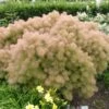 Cotinus 'Young Lady' 4.5 Litre