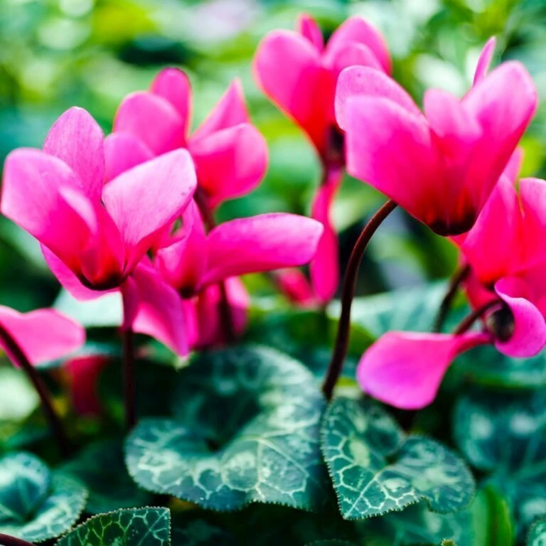 Front Page 24 Front Page -Greeny Sales Cyclamen20Bowls 768x768 1