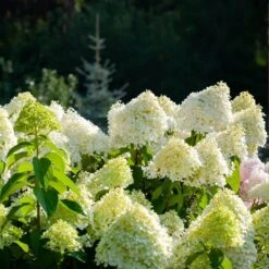Hydrangea Paniculata 5 Litre