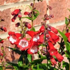 Front Page 14 Front Page -Greeny Sales Penstemon20Red201024538820SS