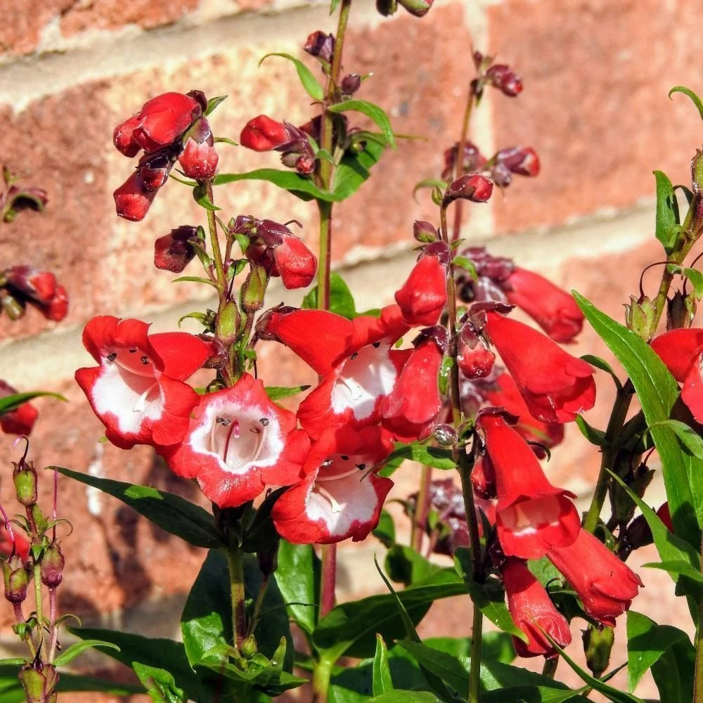 Penstemon Collection 3 Litre 2 Penstemon Collection 3 Litre - Image 2