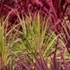 Cordyline Australis 'Torbay Dazzler' 6 Litre