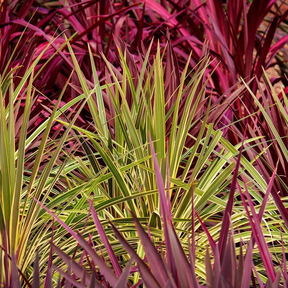 Cordyline Australis 'Torbay Dazzler' 6 Litre 1 Cordyline Australis 'Torbay Dazzler' 6 Litre